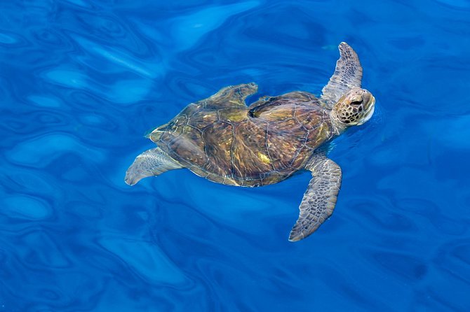 3 Hours All Inclusive Whale and Dolphin Whatching Yacht Trip - Private vs shared: picking the right format for your day
