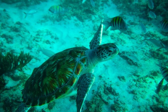 4H private 40' Yacht All-Inclusive in Tulum & Playa del Carmen - Best Fit: Who Should Book This 4-Hour Reef Yacht Trip