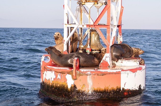 Coastal Cruise on Yacht in Santa Barbara - Wildlife and coastline: what you can realistically hope to see