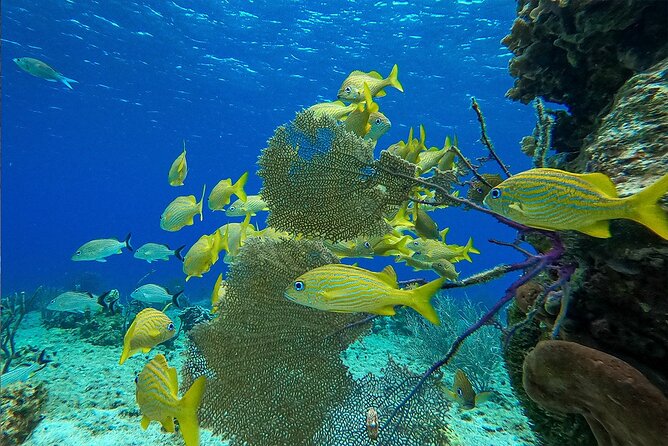 Cozumel Private Yacht and Snorkel with Lunch and Open Bar Onboard - Weather, timing, and the one thing you can’t control