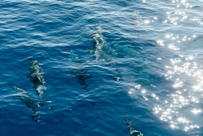 Exclusive Waikiki Yacht Snorkel with Lunch and Bevs - Crew attention: what you should expect when it’s time to snorkel