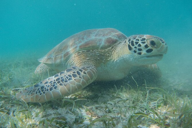 Full Day Private Charter, Snorkel St. John (12 guests, 55’ yacht) - Maho Bay: Turtle Snorkeling and a Real Beach Reset