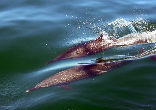 Hatteras 58-61' Luxury Yacht in Puerto Vallarta & Nuevo Nayarit - Quick hits: what makes this Puerto Vallarta yacht cruise worth your time