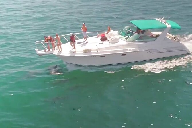 LA: Birthday Special Private Yacht (1 ticket covers 1-6 people) - Coastline cruising: watching for sea lions near the beach