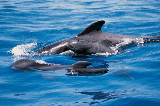 Luxury 3 Hour Yacht Private Charter - Private yacht on Tenerife: what 3 hours really buys you