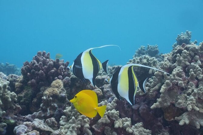 Maui: Molokini and Turtles Luxury Yacht Snorkel - The trip rhythm: Molokini Crater to Turtle Town