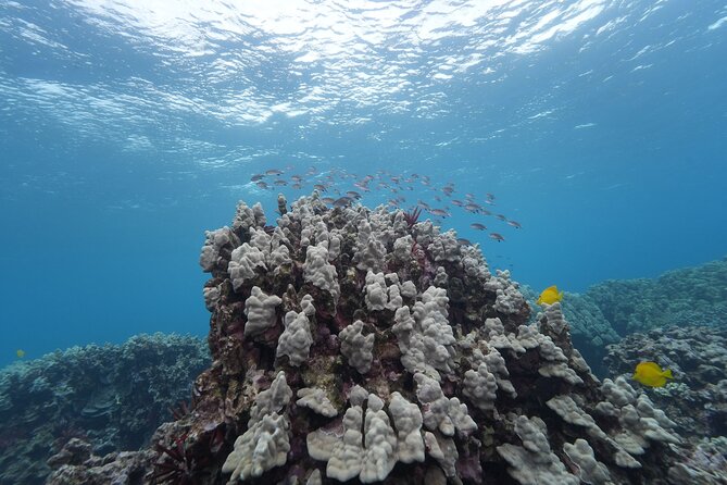 Maui: Molokini and Turtles Luxury Yacht Snorkel - Weather and plan changes: how to set expectations like a pro