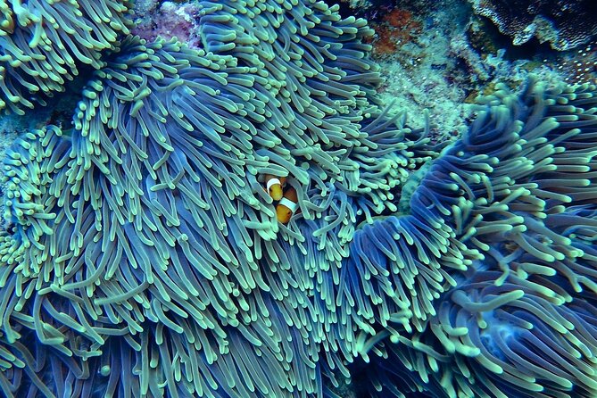 Miami: Snorkeling Adventure in Miami for Beginners Private Yacht - The 2-hour timeline: short enough to be fun, tight enough to be focused