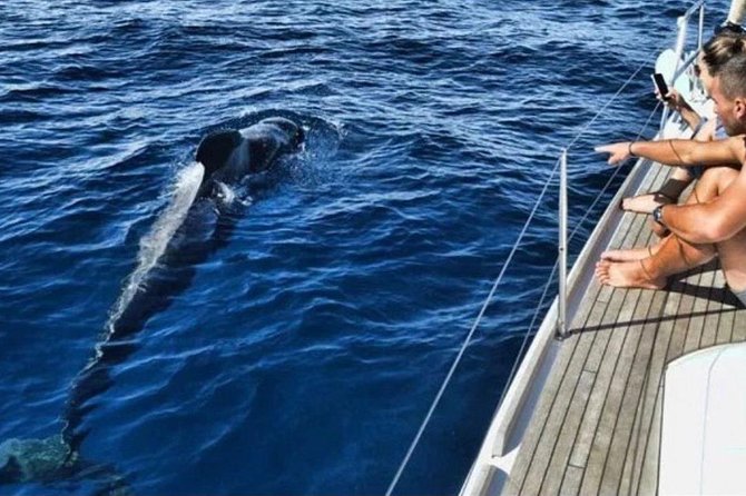 Premium Yacht Private Charter - 3 Hours of Tenerife Whale Watching Without the Crowd