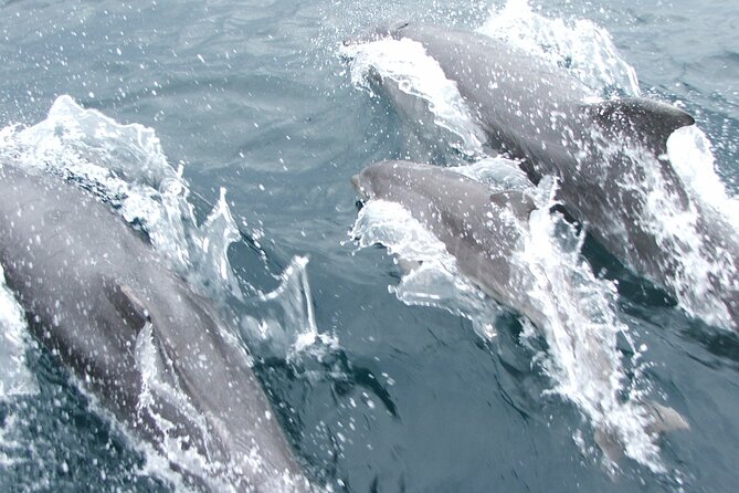 Private Porto Sailing Yacht Sunset Sightseeing Tour - Price and value: $650.22 per group, and what you get back
