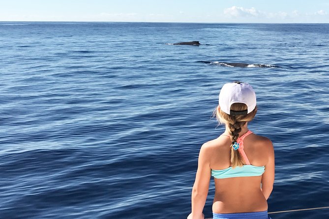 Private Snorkel Trip from Oahu on a Yacht - Cruising West Oahu: the wildlife you might see from the water
