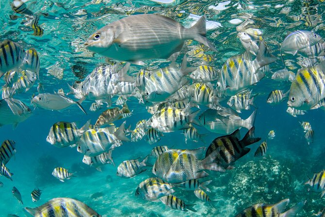 Private Yacht 48 ft Sting Ray City, Snorkel & Starfish Beach - What’s included on board (and what to bring)