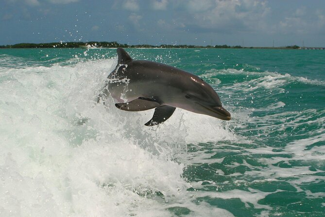 Private Yacht Cruise to Dolphin House with Lunch : Hurghada - Best Fit: Who Will Love This Trip, and Who Might Not