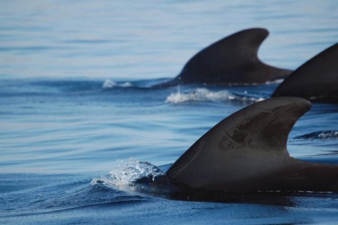 Private Yacht Tour With Whale and Dolphin Watching 33 Foot Boat - Snorkeling with included gear and a calm-water mindset