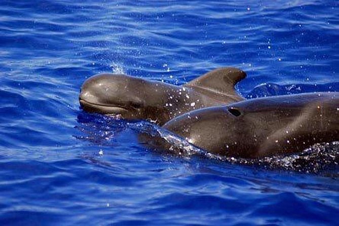 Private Yacht Tour With Whale and Dolphin Watching 33 Foot Boat - The 6-hour rhythm: sail, listen, swim, then ease back