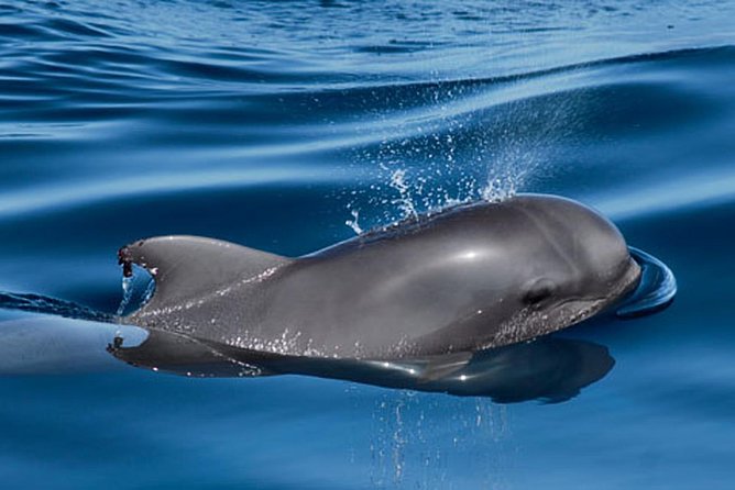 Private Yacht Tour With Whale and Dolphin Watching 42 Foot Boat - The Anchor-and-Swim Stop: When Snorkeling Gear Becomes the Main Event