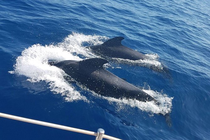 Private Yacht Tour With Whale and Dolphin Watching 42 Foot Boat - Your Timing Choice: 3 Hours vs 6 Hours, Morning vs Afternoon