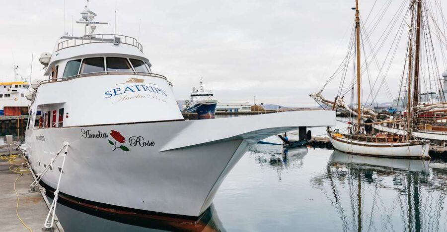 Reykjavík: Whale Watching Cruise on the Amelia Rose Yacht - Key Points I’d Focus On