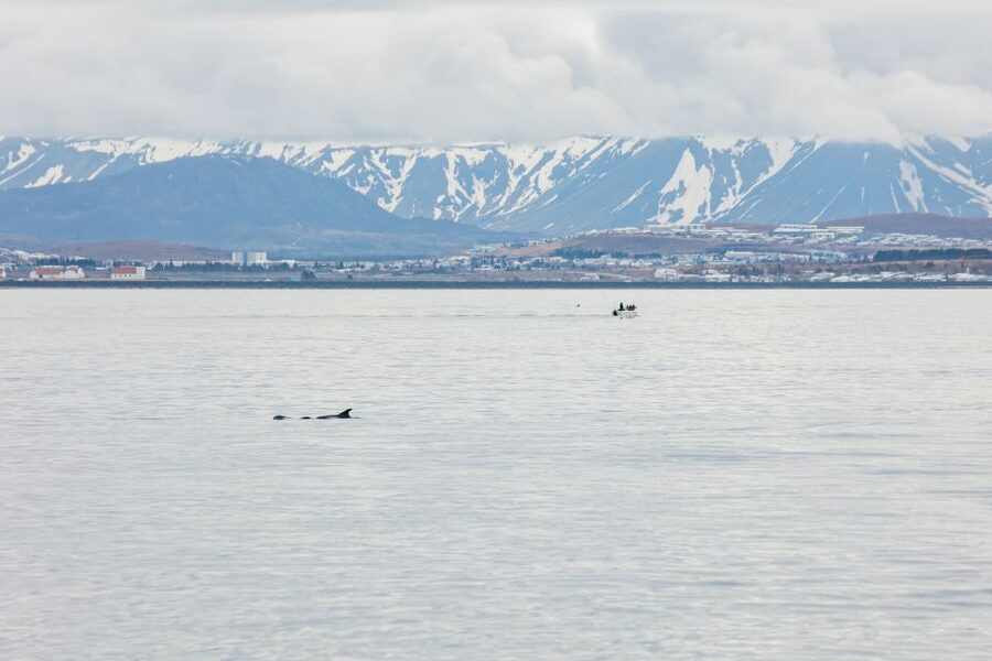 Reykjavík: Whale Watching Cruise on the Amelia Rose Yacht - Price and value: what $107 buys you (and what it doesn’t)