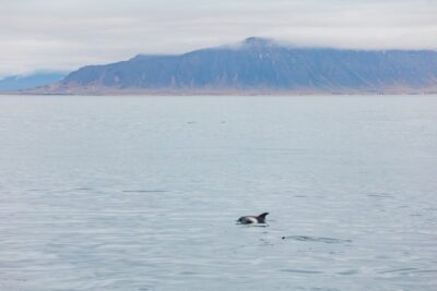 Reykjavík: Whale Watching Cruise on the Amelia Rose Yacht - Where you go: Old Harbor, then Faxaflói Bay for real search time