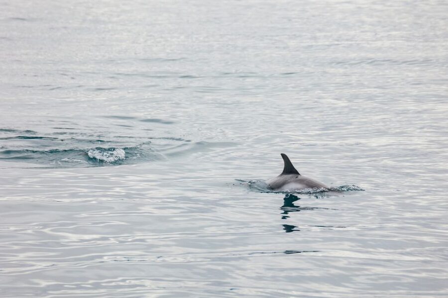 Reykjavík: Whale Watching Cruise on the Amelia Rose Yacht - The crew’s role: expert spotting and the human touch on deck