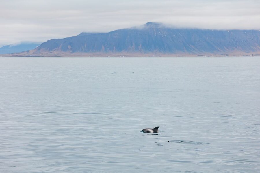 Reykjavík: Whale Watching Cruise on the Amelia Rose Yacht - Where you go: Old Harbor, then Faxaflói Bay for real search time
