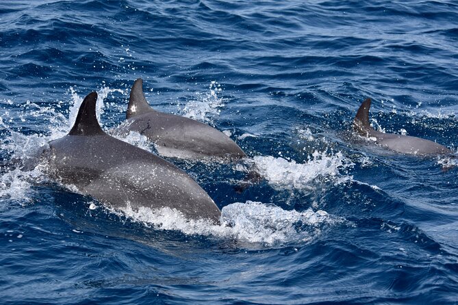 Sailing yacht half day- with Cape Verde Sailing - Wildlife Spotting: How to Maximize Your Chances