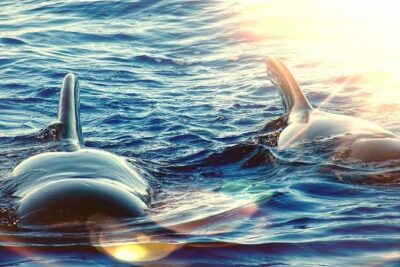 Sailing Yacht on a Private Charter - Marine Life Watching Around Tenerife: Where the Magic Happens