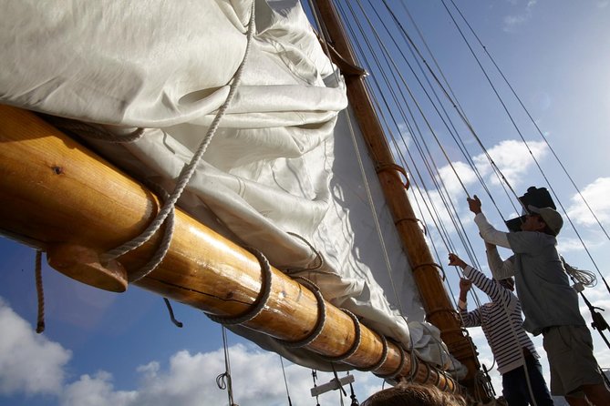San Diego Bay Sail Aboard a Vintage Yacht Beer and Wine Included - Wildlife and sunset: when the bay turns photogenic