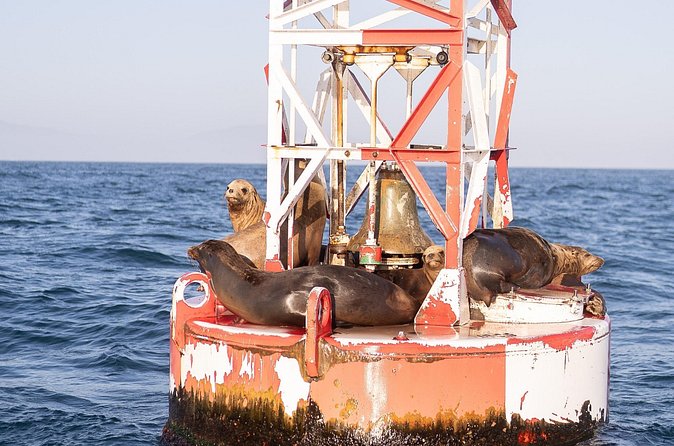 Santa Barbara Narrated Coastal Yacht Experience - Quick Practical Tips Before You Go