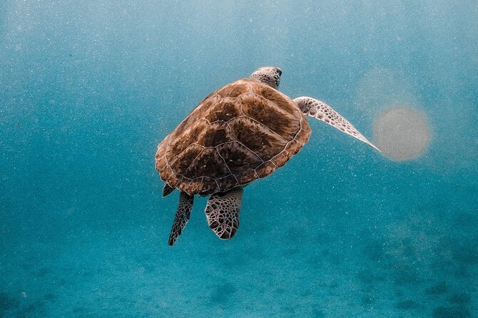 Similan Islands Luxury Catamaran Day Tour (Phuket / Khao Lak) - Price and Value: Why $171.98 Can Add Up (or Feel Expensive)