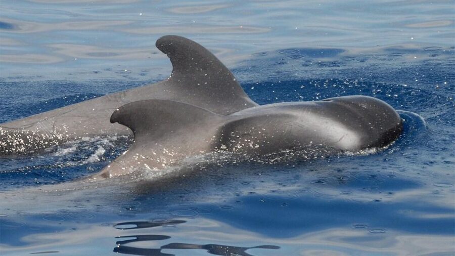 Tenerife: Eco-Yacht Whale and Dolphin Watching and Swimming - Where You Meet in Los Cristianos (And Why Early Matters)