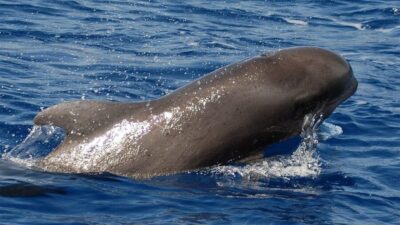 Tenerife: Eco-Yacht Whale and Dolphin Watching and Swimming - The Travelin Lady Yacht: Built for Comfort and Respect at Sea Level