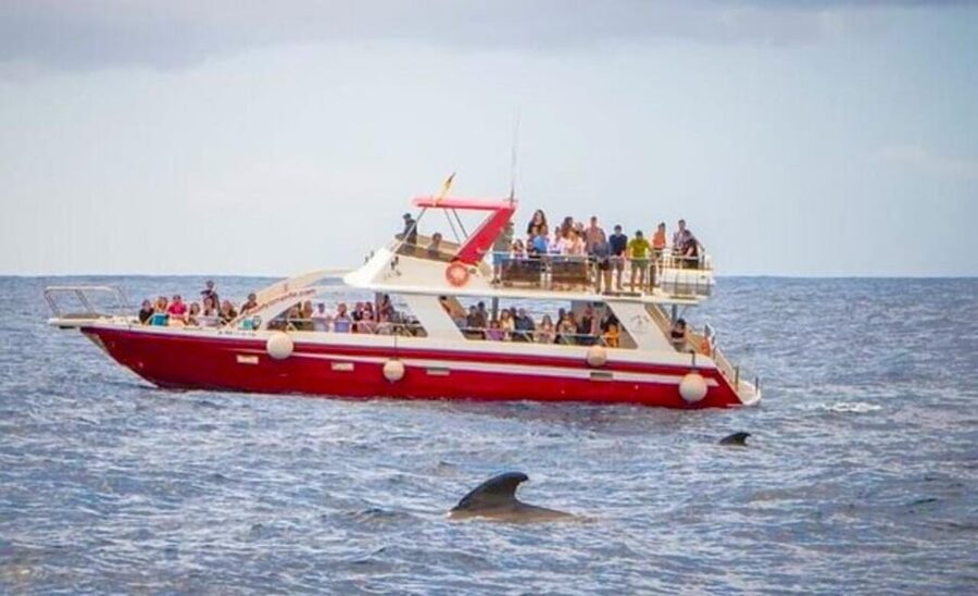 Tenerife: Eco-Yacht Whale and Dolphin Watching and Swimming - How the Whale and Dolphin Searching Works (No Chasing, Just Good Positioning)