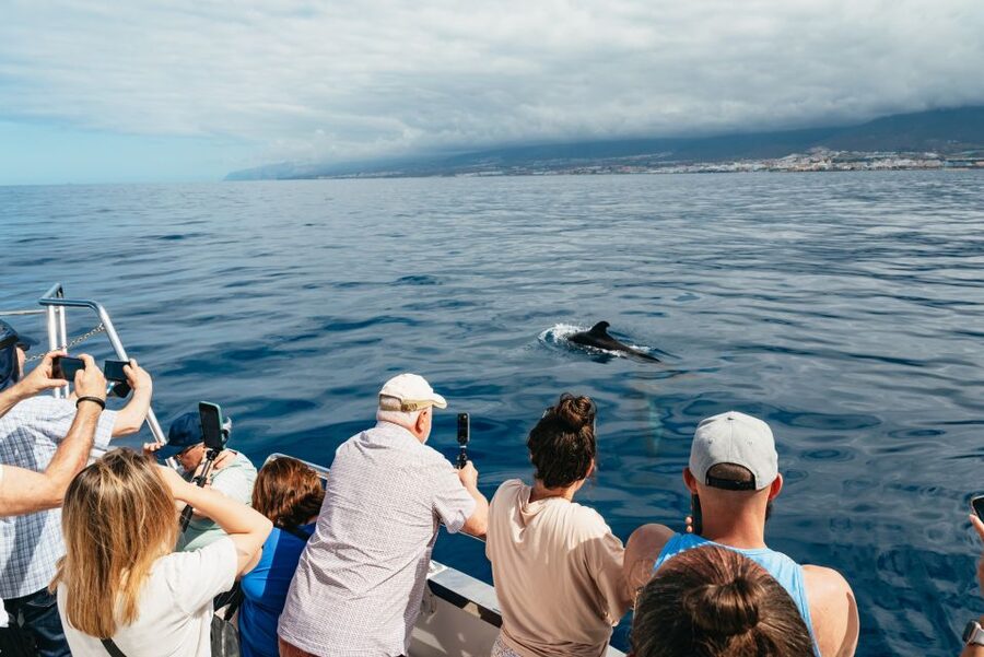 Tenerife: Eco-Yacht Whale and Dolphin Watching and Swimming - The Swim and Snorkel Stop: Marine-Life Water Time, Not Just a Dip