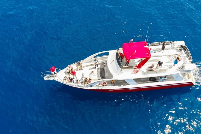 Tenerife Los Cristianos: Whale and Dolphin Eco-Yacht and Swim Stop - Palm Mar wildlife watching: what you should realistically look for