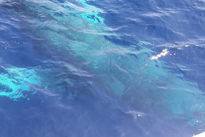 Tenerife Los Cristianos: Whale and Dolphin Eco-Yacht and Swim Stop - Comfort on board: shade, motion, and seasickness reality checks