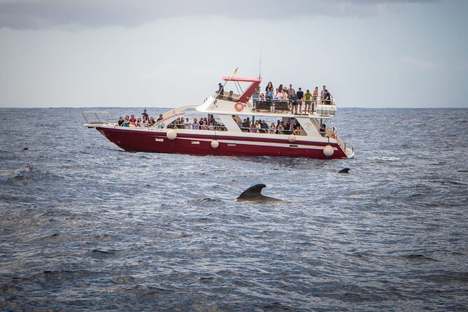 Tenerife Los Cristianos: Whale and Dolphin Eco-Yacht and Swim Stop - Where you meet and the details that prevent a ruined day