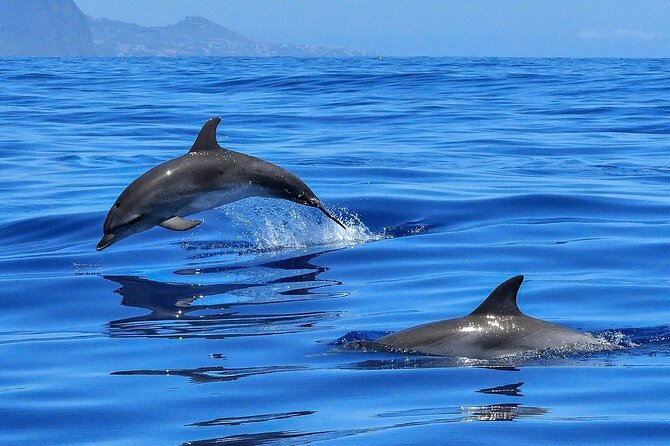 Tenerife Los Cristianos: Whale and Dolphin Eco-Yacht and Swim Stop - The 1 hour 40 minute flow: what your time on the water will feel like