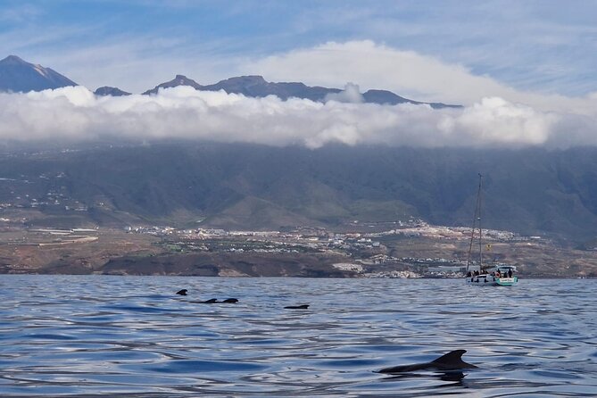 Tenerife Whale Watching and Snorkeling Yacht Trip - The Puerto Colón to snorkeling rhythm: how the day actually moves