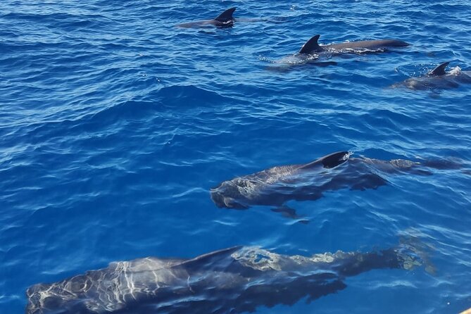Tenerife Whale Watching and Snorkeling Yacht Trip - Onboard comfort and crew energy: small group, friendly handling