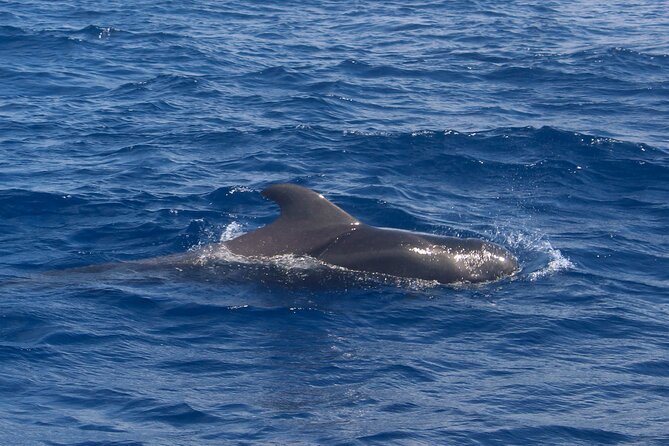 Tenerife Whale Watching and Snorkeling Yacht Trip - Sunset or daytime: choosing the mood you want