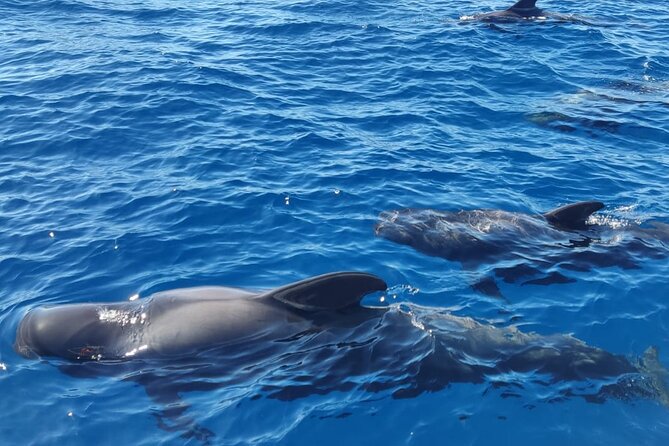 Tenerife Whale Watching and Snorkeling Yacht Trip - The whale-watching engine: pilot whales and dolphins out at sea