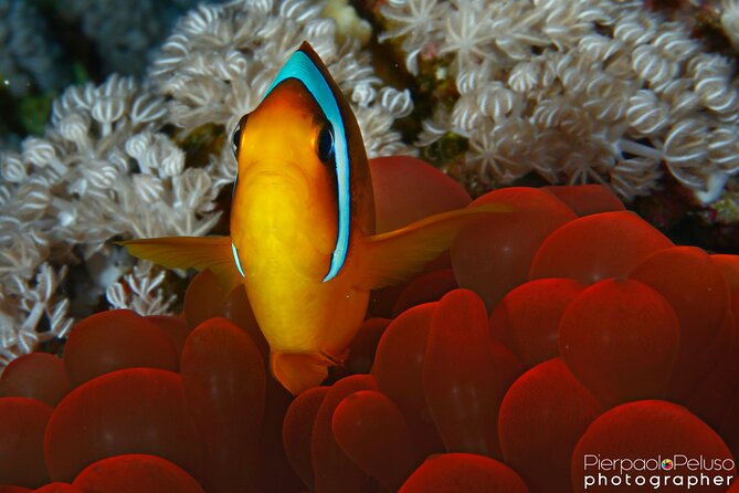 Tiran Island Snorkeling Experience by Yacht Sharm El Sheikh - Marine park entry fee: why it’s small but still important
