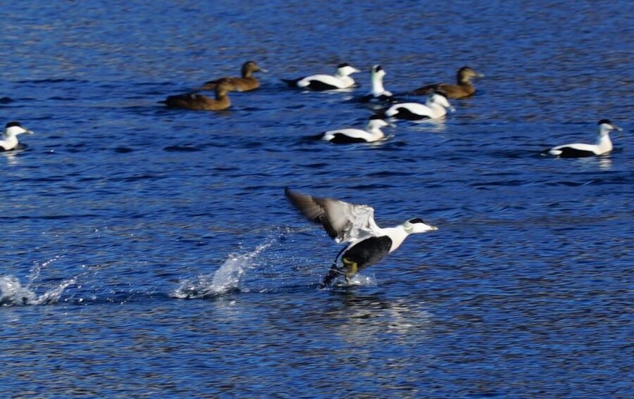 Tromsø: Fjord Cruise by Luxury Yacht - Practical rules: what’s allowed, what’s not, and who should skip it
