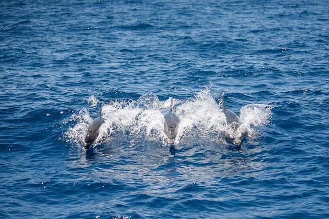 Whale and Dolphin Watching Yacht Trip in Puerto Colon - Whale and Dolphin Watching Yacht Trip in Puerto Colón: The Big Difference a Small Boat Makes