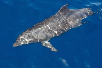 Whale and Dolphin Watching Yacht Trip in Puerto Colon - Where You Start: Puerto Colón and a Simple, Walk-On-Ready Setup