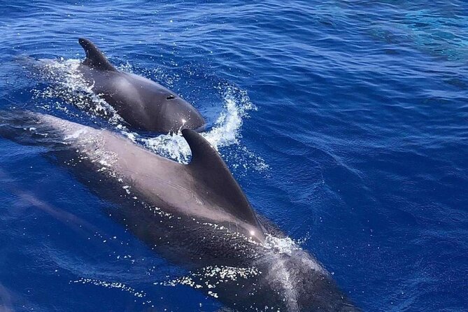 Whale and Dolphin Watching Yacht Trip in Puerto Colon - Snorkeling and Swimming Stops: Gear, Life Vests, and When It Happens