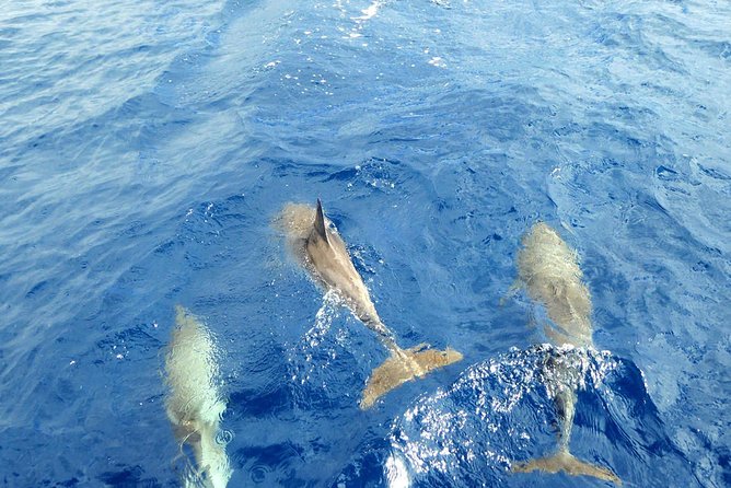 Whale and Dolphin Watching Yacht Trip in Puerto Colon - Boat Vibes in Real Life: Space, Noise, and How You Feel Watching Wildlife