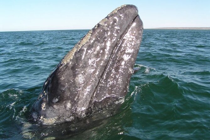 Whale and Wildlife Yacht Cruise in Santa Barbara - Key Things I’d Bet You’ll Notice on This Cruise